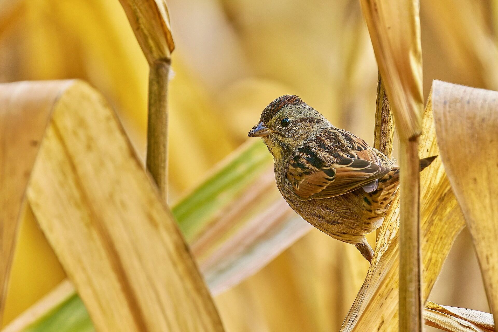 Swamp Sparrow on a corn stalk. Point Meadows. Glastonbury, CT USA by Paul Denese is licensed under CC BY-SA 4.0.